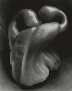 에드워드웨스톤 작업